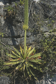 Agave wendtii